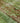 Vintage Isparta Turkish Runner Rug 2x6 ft — Green & Brown Overdyed